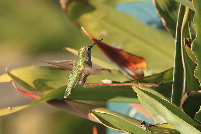 EOS00955 View Large. Female Anna's Hummingbird. Seaport Village, San Diego California