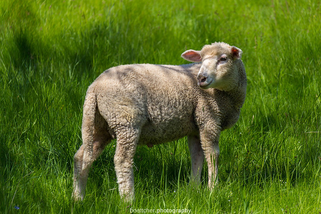 May Sheep 2016 VI