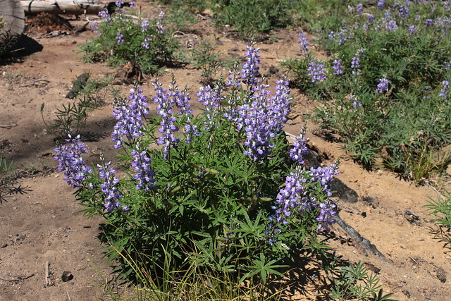 Lupines thrived in the open sunlight