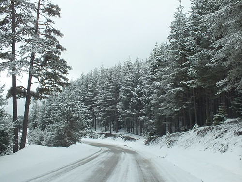 mountain snow weather forest turkey other places wald snowday onroad bolu kartalkaya projectweather kartalkayayolu