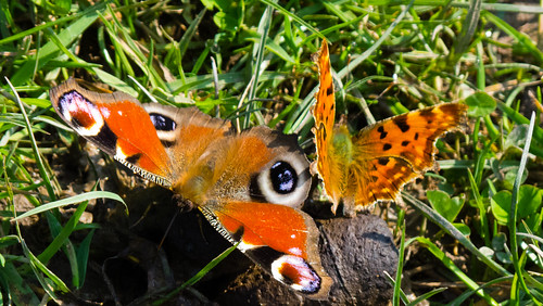 Comma and peacock butterflies eating