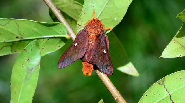 Just In Time For National Moth Week~Male Pink-striped Oakworm Moth (Anisota virginiensis)