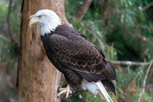 dallas zoo animal bird american bald eagle