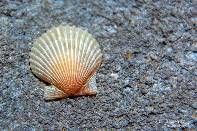 Single Scallop Seashell - Clearwater Beach, Florida