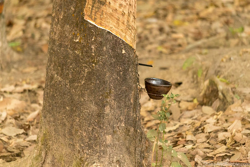 monstate myanmarburma mm myanmar burma bago rubber plantation