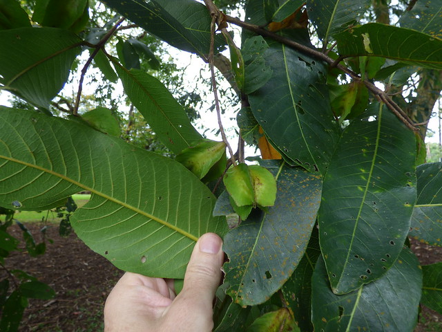 starr-180406-0761-Terminalia_arjuna-fruit_leaves-DOFAW_Arboretum_Hilo-Hawaii