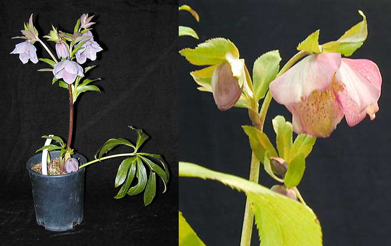 Helleborus orientalis hybrids