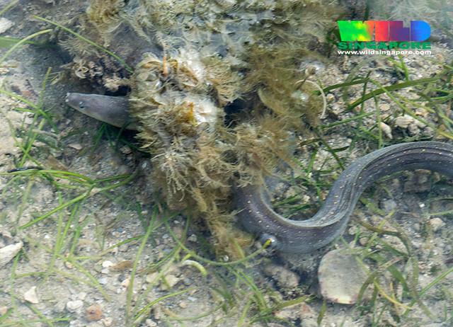 Estuarine moray eel (Gymnothorax tile)