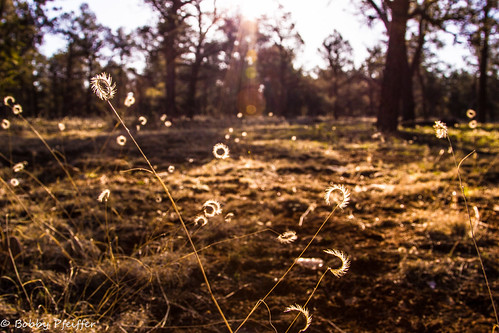 Field of Dreams | by AdventureBobby