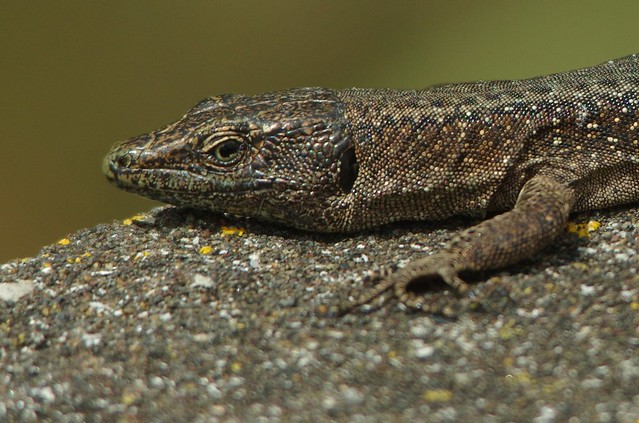 IMGP7959  Lizard, Machico, Madeira, April 2015