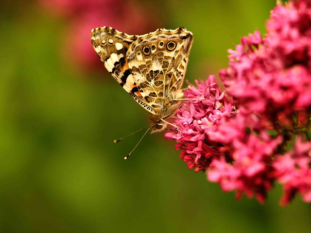 Painted lady 034