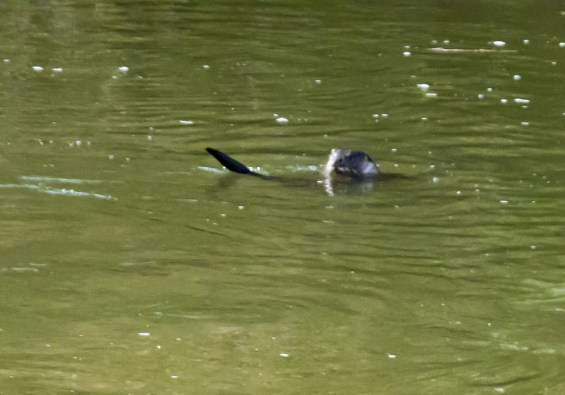 Severn otter, eating fish