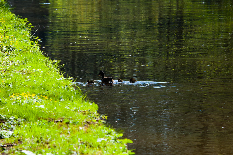 Duck and ducklings, Shropshire Union Canal
