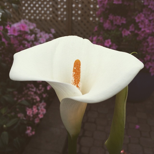 #Chicago #lincolnparkconservatory #callalily