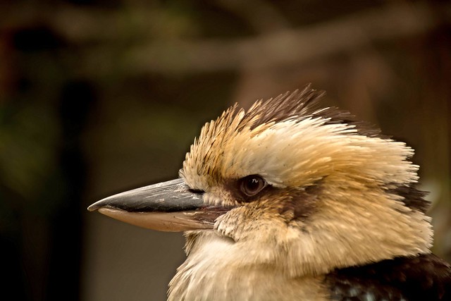Kookaburra - kacagójancsi - Dacelo novaeguineae