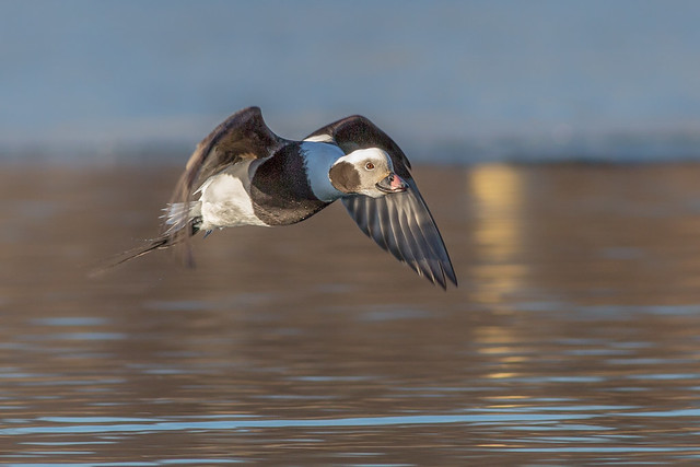 Long tailed duck, male
