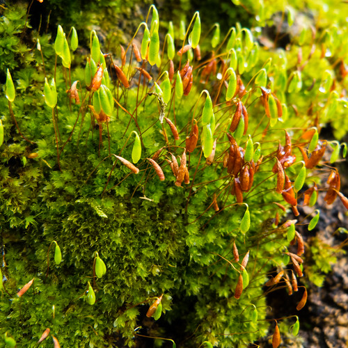 Greens with a dash of red: moss