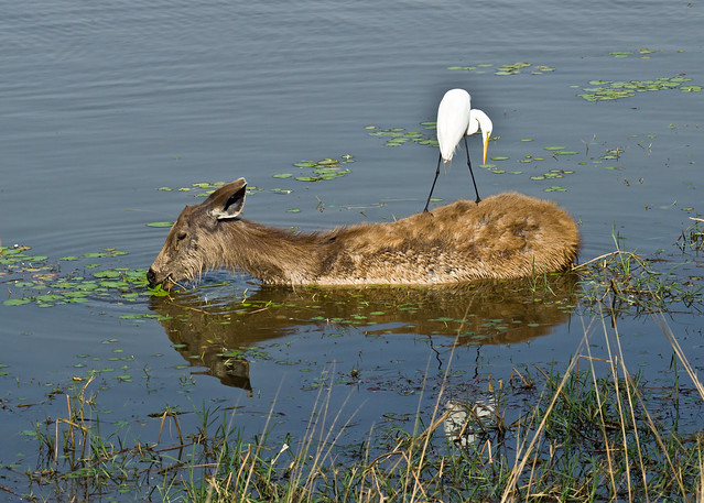 white egret perched on sambar deer feeding on water weeds in a lake at ranthambore NP, northern india