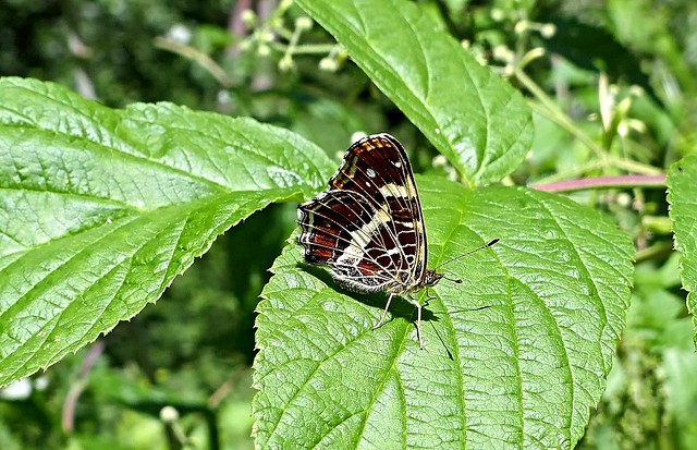 Landkärtchen Schmetterling. Map butterfly.