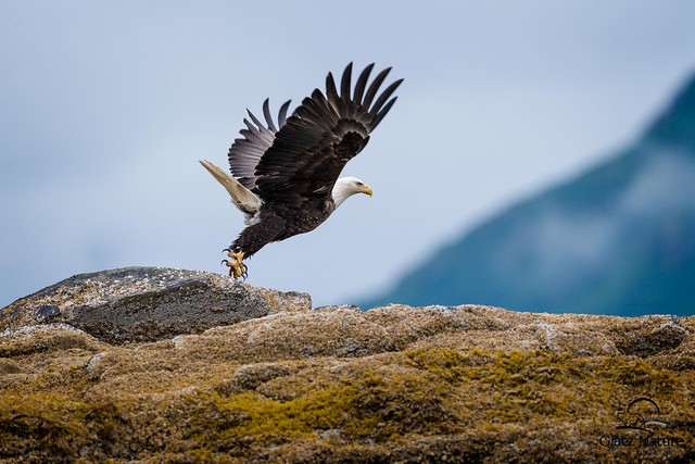 Eagle Takes Flight Alaska