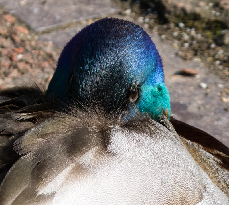 Suspicion: mallard drake