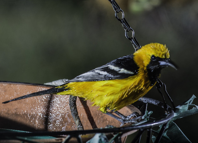 Oriole Emerging From His Bath