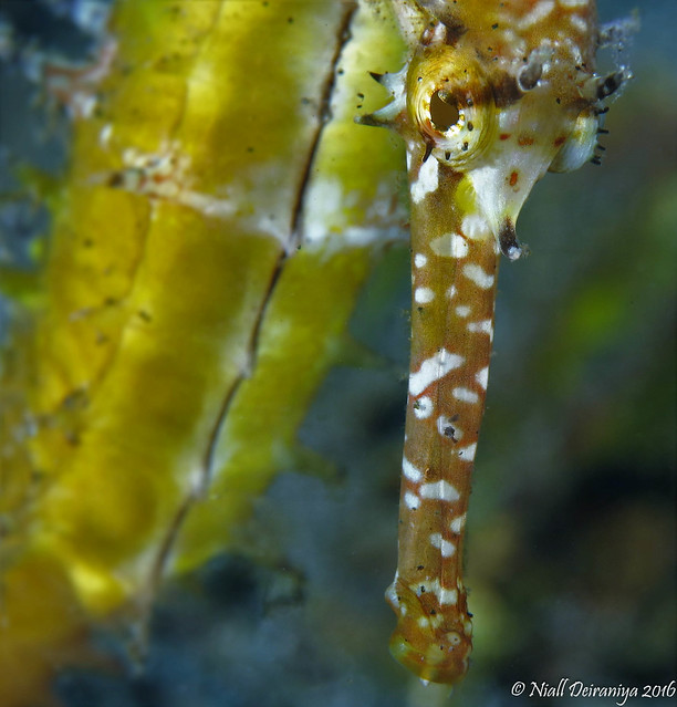 THE SEAHORSE BOW_