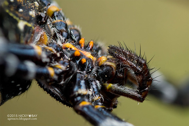 St Andrew's cross spider (Argiope doleschalli) - DSC_6034