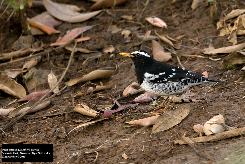 Gichodi Insect Pied Thrush / Geokichla wardii photo call and song