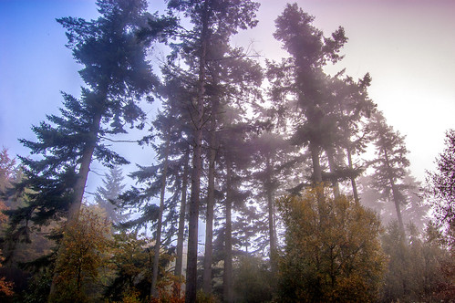 autumn trees mist fog forest sunrise kent woods rhodes minnis