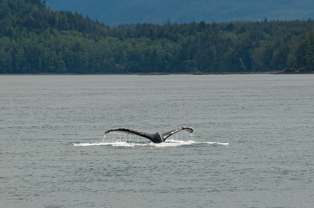 Humpback Whale 1