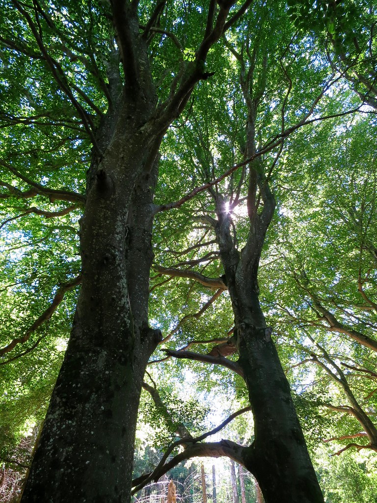 Arbres | Flickr