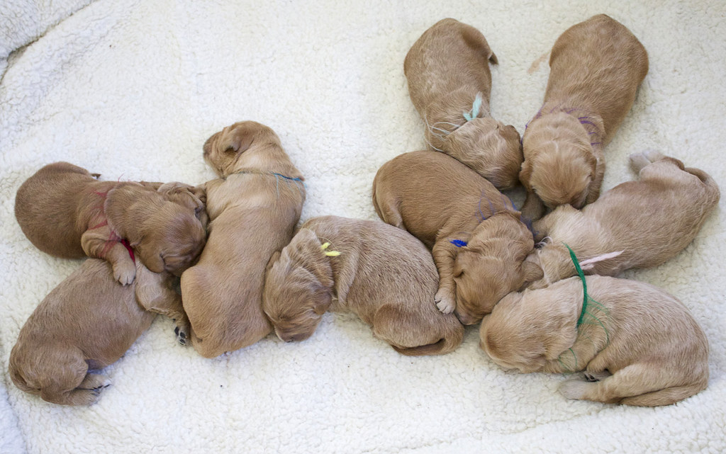 a passel of pups | liz west | Flickr