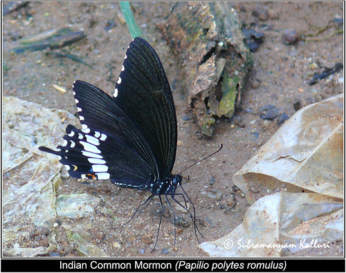 india butterflies insects papilionidae insectindia butterfliesofindia butterfliesofandhrpradesh