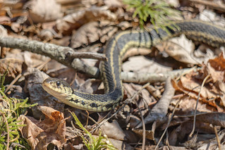 Thamnophis sirtalis sirtalis, Cumberland County, Tennessee