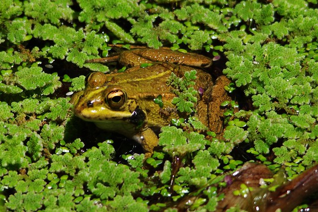IMGP8265 Frog, Monte Palace Gardens, May 2015