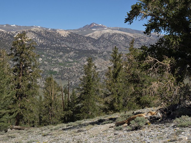 White Mountain Peak, view NW across upper Cottonwood Basin from Crooked Creek divide