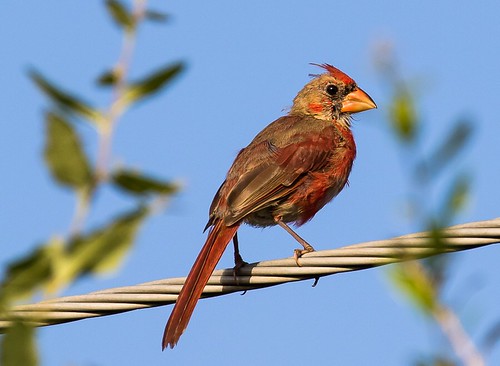 Backyard Bird Watching | by cdw21
