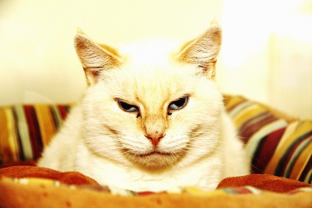 unhappy cat