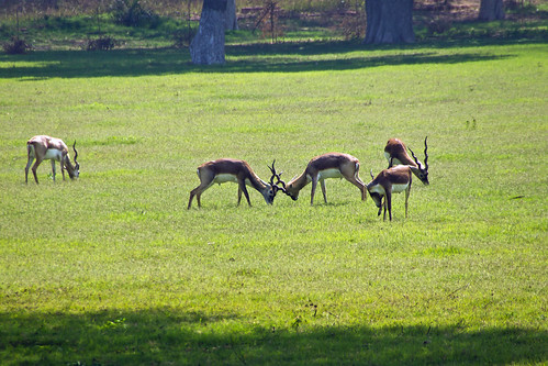 blackbuckantilopecervicapra india antelope sparing jousting fighting russellscottimages
