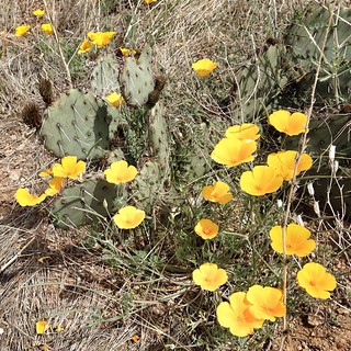 These Mexican Poppies grow all over the eastern slopes of … | Flickr