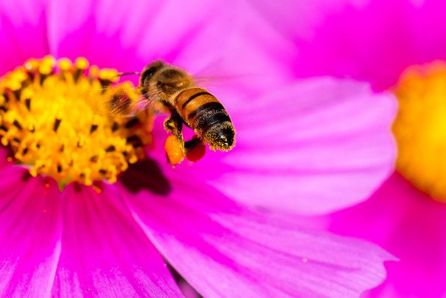 Pink Yellow Bee