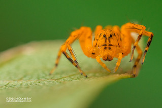 Lynx spider (Hamataliwa sp.) - DSC_7639