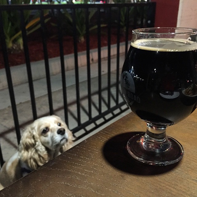 #kvpinmybelly Sipping @BelchingBeaver Peanut Butter Stout at @CommonTheorySD in #SanDiego. Also, Daisy photobomb #beer