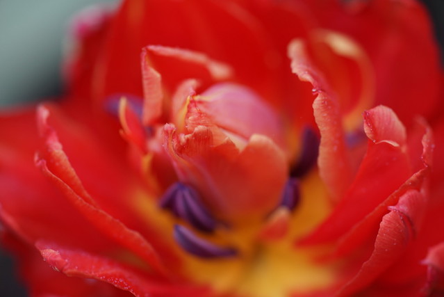 鬱金香 Tulip