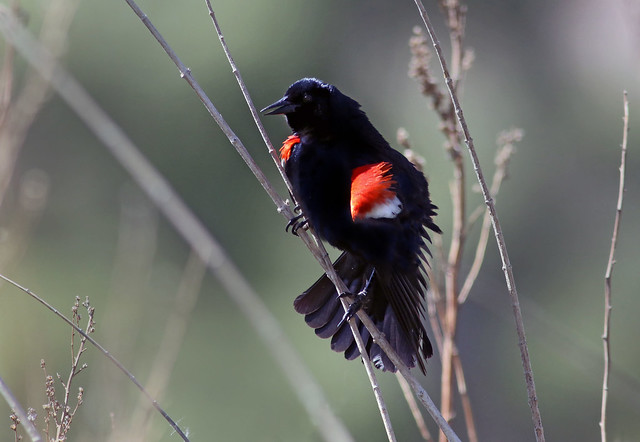 Tricolored Blackbird (Agelaius phoeniceus)