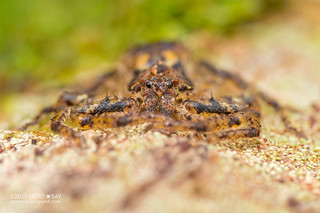 Huntsman spider (Sparassidae) - DSC_2995