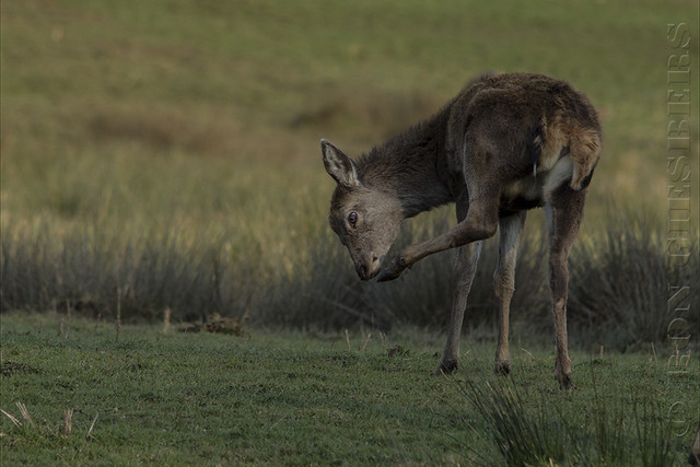Deer with itch