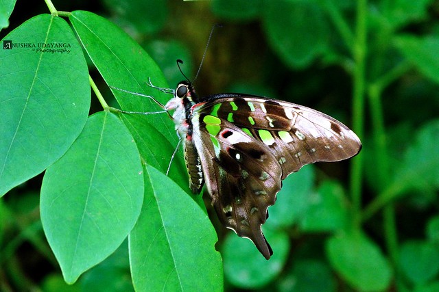The tailed jay