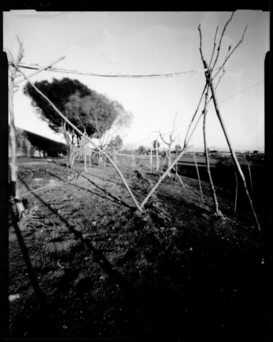 Delamont 4x5 (contact print)